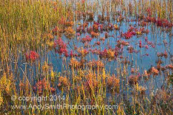 Fall on the Salt Marsh